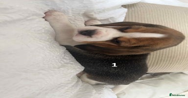 Beagle dogs - Advert 15