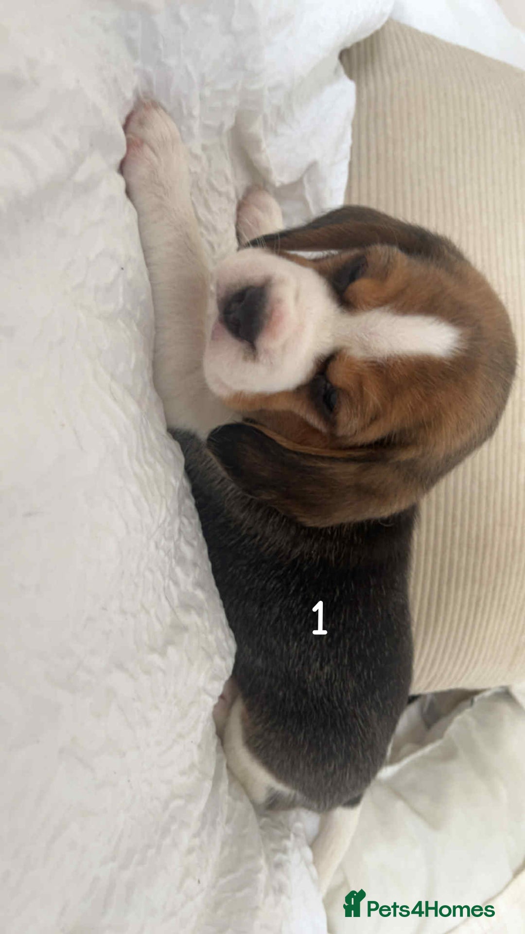 Beagle dogs for sale: Beagle puppies - Image 2