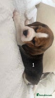 Beagle dogs - Advert 4