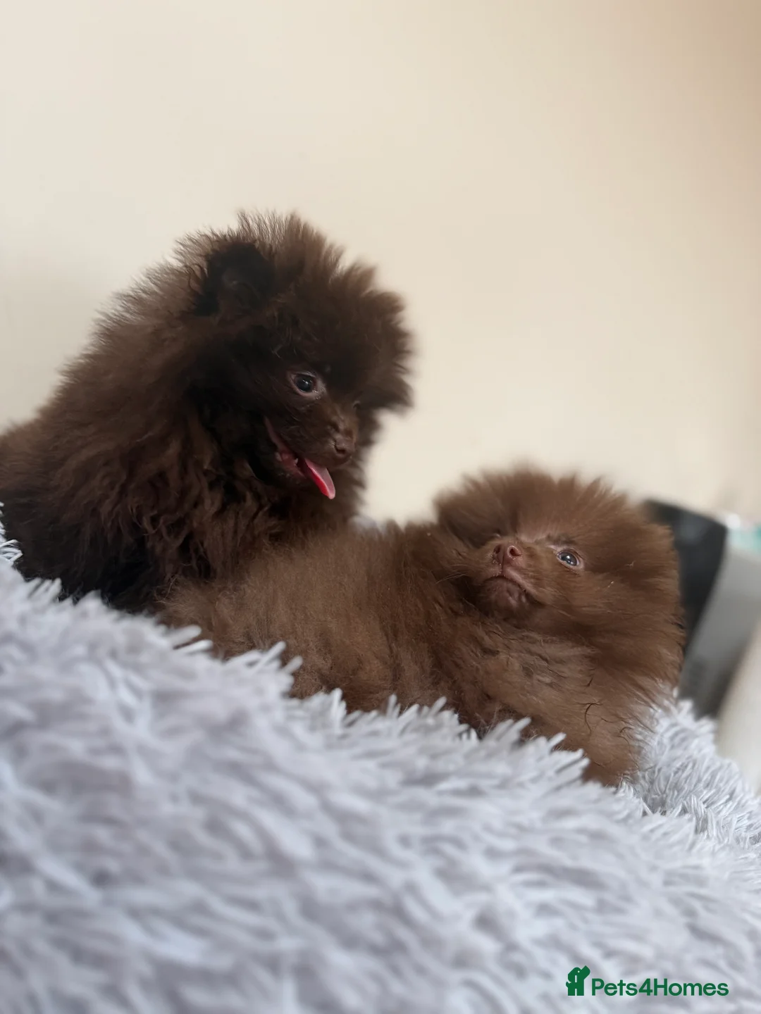 Pomeranian dogs for sale: POMERANIAN Puppy’s  - Advert 3