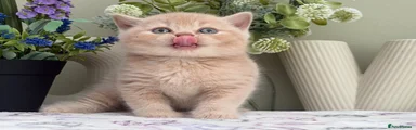 British Shorthair 6