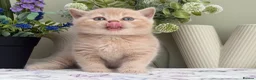 British Shorthair cats for sale: Gorgeous British Kittens - Advert 20