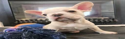French Bulldog dogs for sale: Platinum French Bulldog Puppies - Advert 18