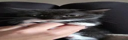 British Shorthair cats for sale: Beautiful kittens  - Advert 4