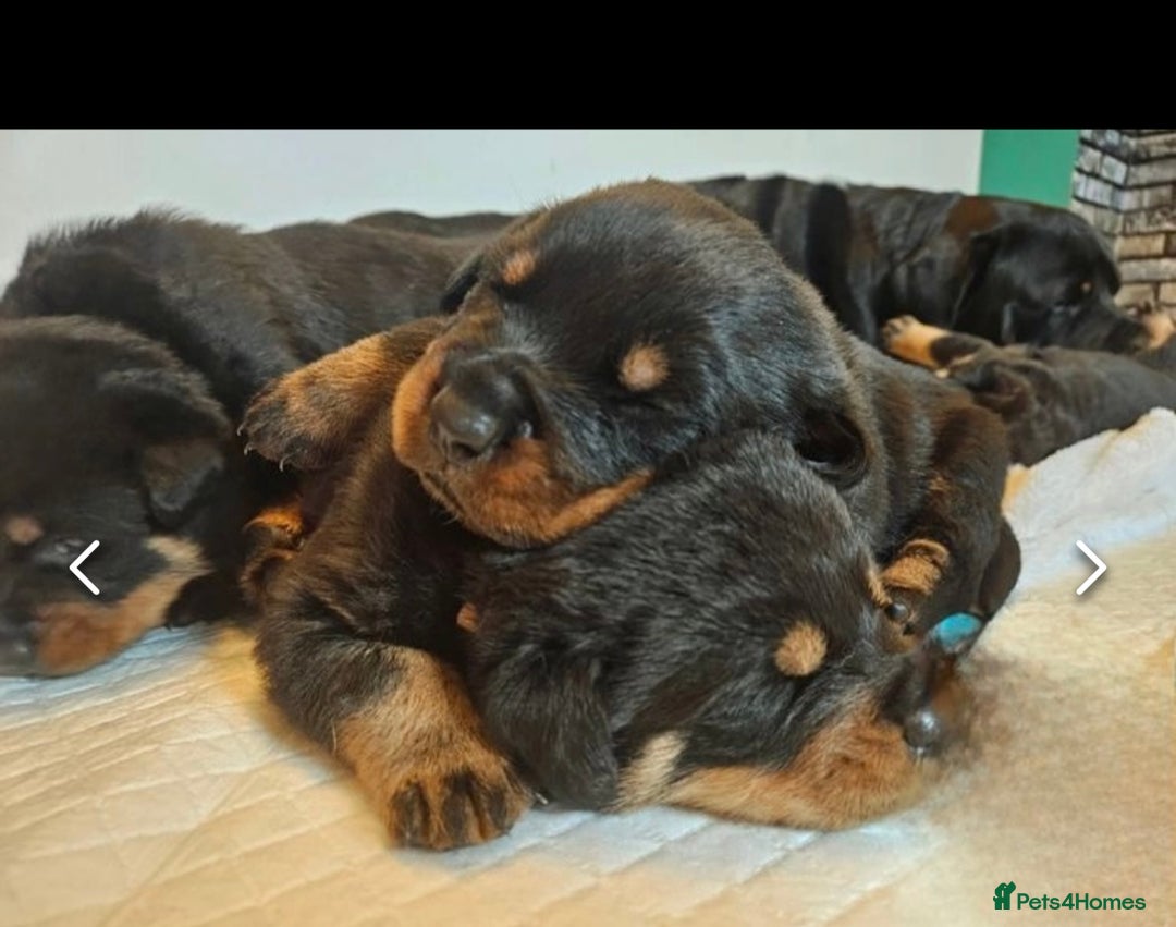 Rottweiler dogs for stud: Proven kc reg Health tested hip and elbow scored in Windsor - Image 18