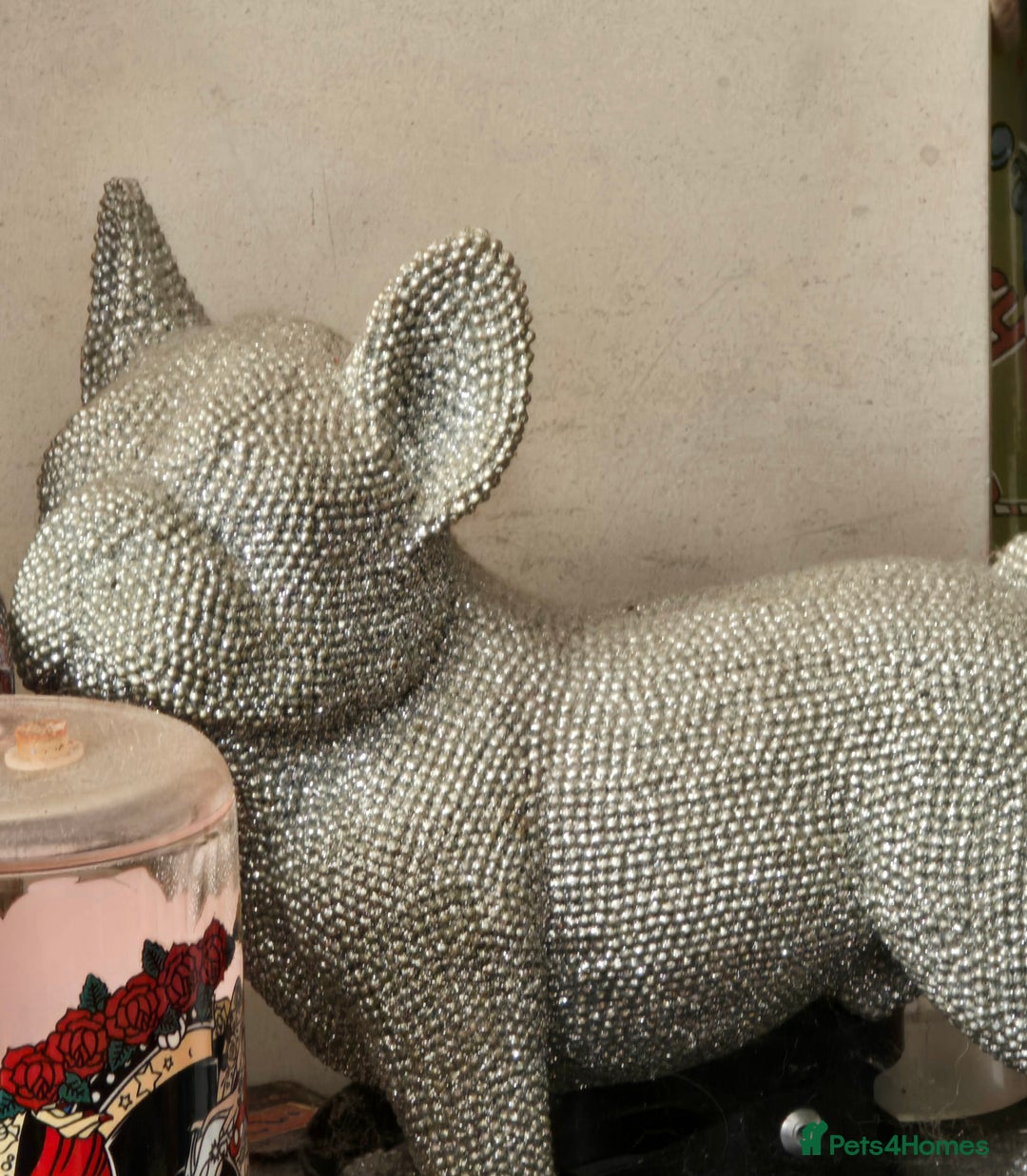 French Bulldog dogs for sale: Male french bulldog puppy seeks new home - Image 1