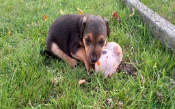 Mixed Breed dogs for sale: Border X Lakeland Terrier Puppies - Image 7