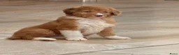 Border Collie dogs for sale: Borderdoodle boys /girls.  - Advert 6