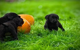 Labrador Retriever dogs for sale: Black Lab Puppies For Sale - Image 1