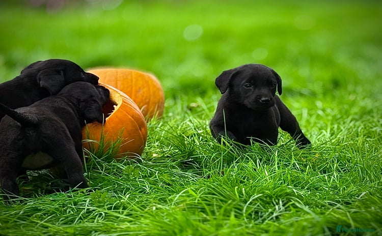 Labrador Retriever dogs - Advert 1