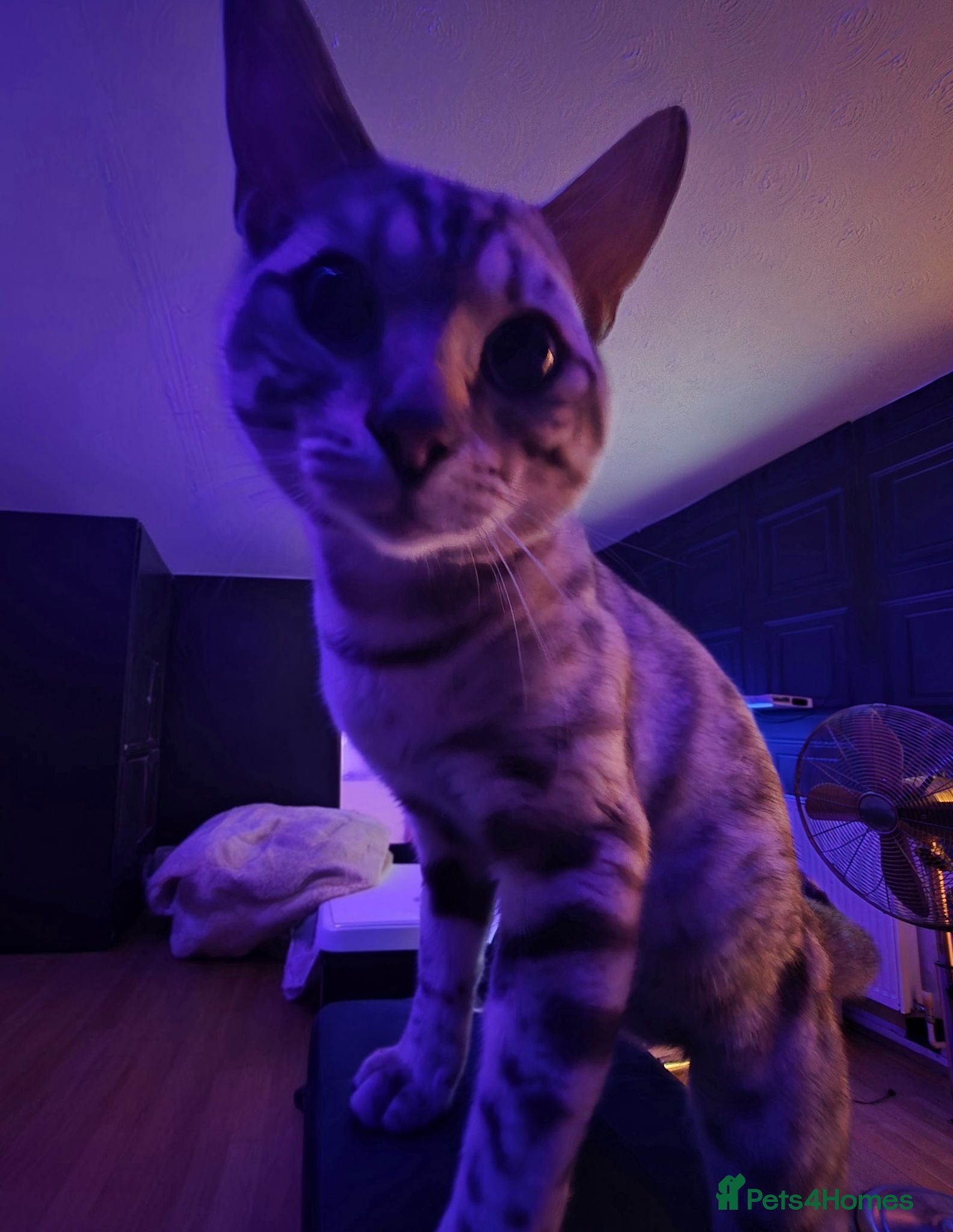 Bengal cats  Beautiful Snow Bengal called Snow - Advert 7