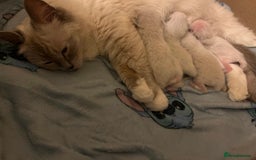 Ragdoll cats for sale: 6 Beautiful Ragdoll Kittens  - Image 3