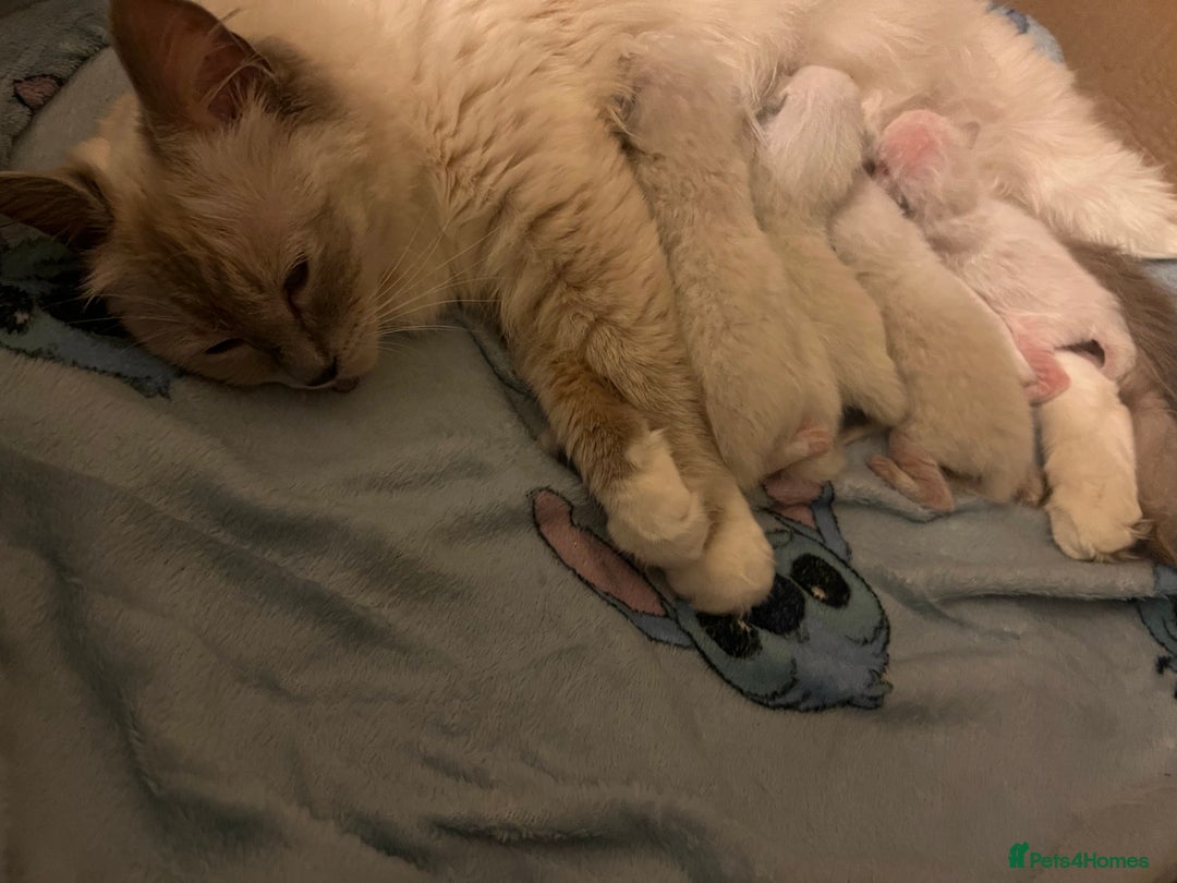 Ragdoll cats for sale: 6 Beautiful Ragdoll Kittens  - Image 3