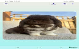 Mini Lop rabbits for sale: Mini lop (Girl) 11 months old - Image 1