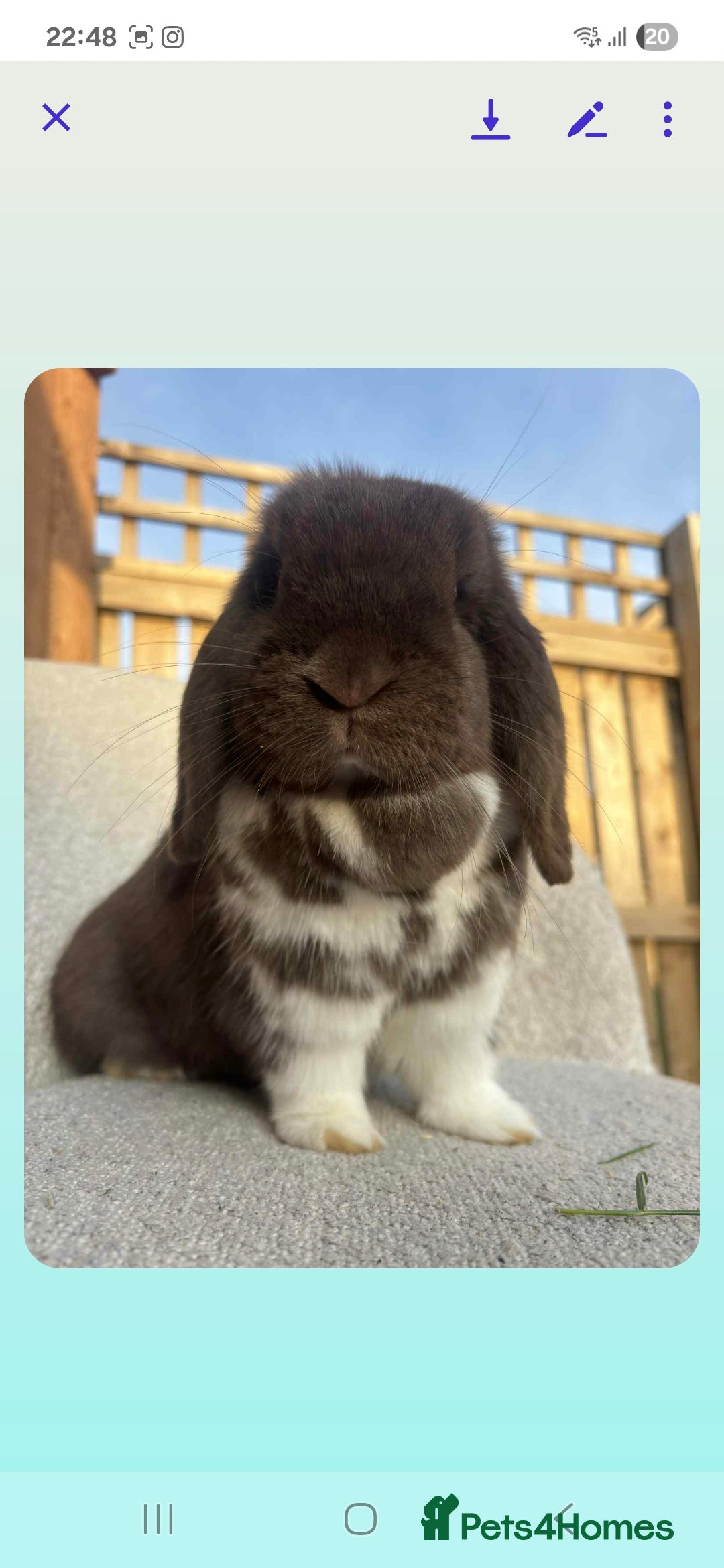Mini Lop rabbits for sale: Mini lop (Girl) 11 months old - Image 1