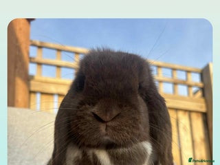 Mini Lop rabbits - Advert 21