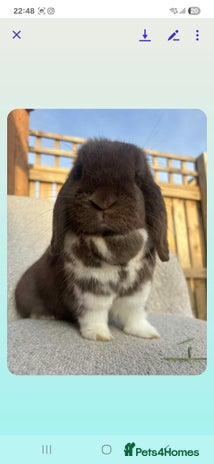 Mini Lop rabbits - Advert 20