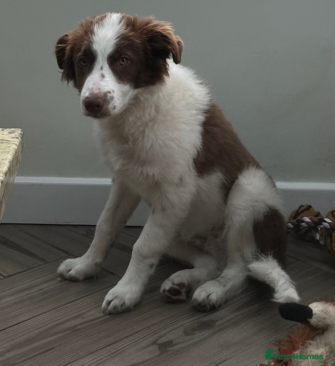 Border Collie dogs for sale: KC Reg Red Border Collie - Image 19
