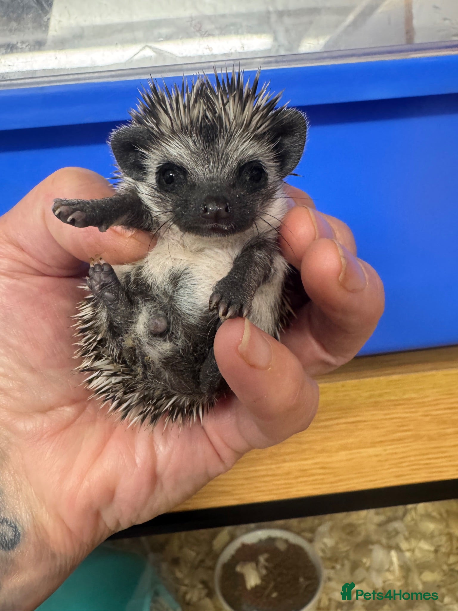 Pygmy Hedgehog rodents Stunning tame babies ready with/without set up  - Advert 2