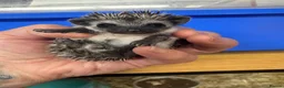 Pygmy Hedgehog rodents for sale: Stunning tame babies ready with/without set up  - Advert 2