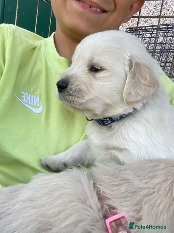 Golden Retriever dogs - Advert 9