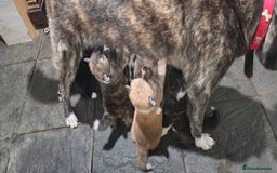 Akita dogs for sale: Akita Inu Japonese - Image 21