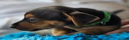 Jack Russell dogs for sale: Beautiful Jack Russell puppies in Banff - Advert 16