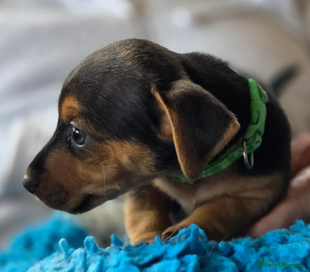 Jack Russell dogs for sale: Beautiful Jack Russell puppies in Banff - Advert 16
