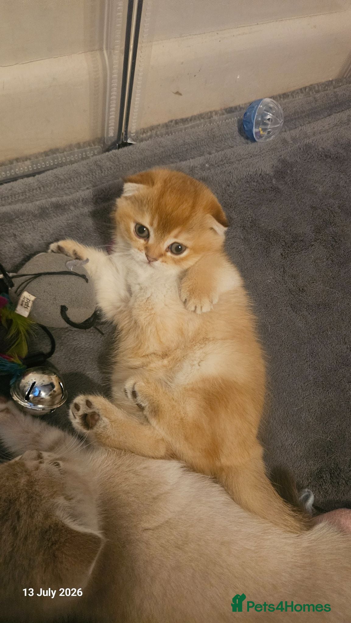 Scottish Fold cats 🐾 Stunning Golden ScottishFold&Straight Kittens🐾 - Advert 2