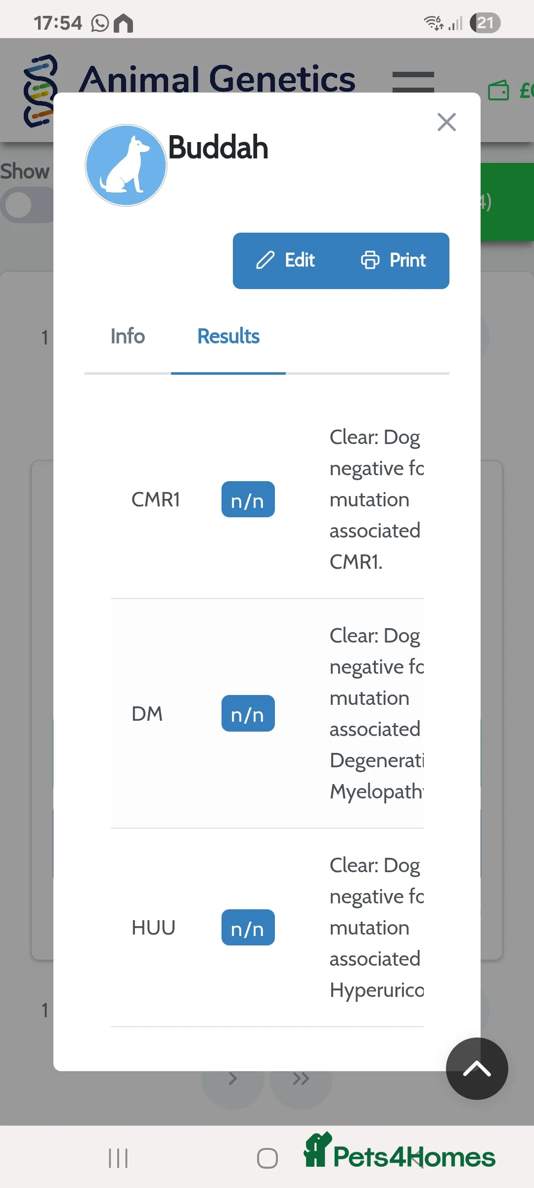 English Bulldog dogs for stud: Chocolate English Bulldog Stud - Advert 2