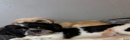 Shih Tzu dogs for sale: 3 year old male Shih Tzu  - Advert 3