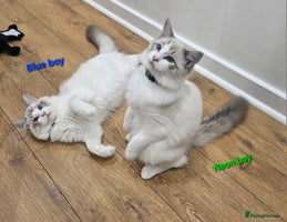 Ragdoll cats - Advert 5