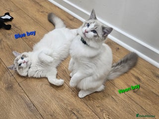 Ragdoll cats - Advert 2