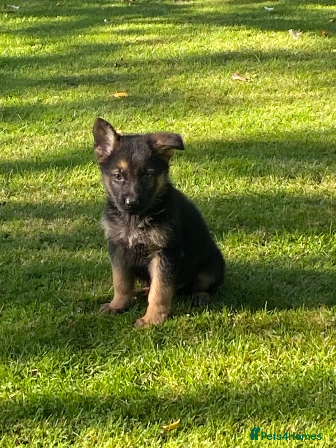 German Shepherd dogs for sale: Chunky Farm bred GSD pups ready now. - Image 23