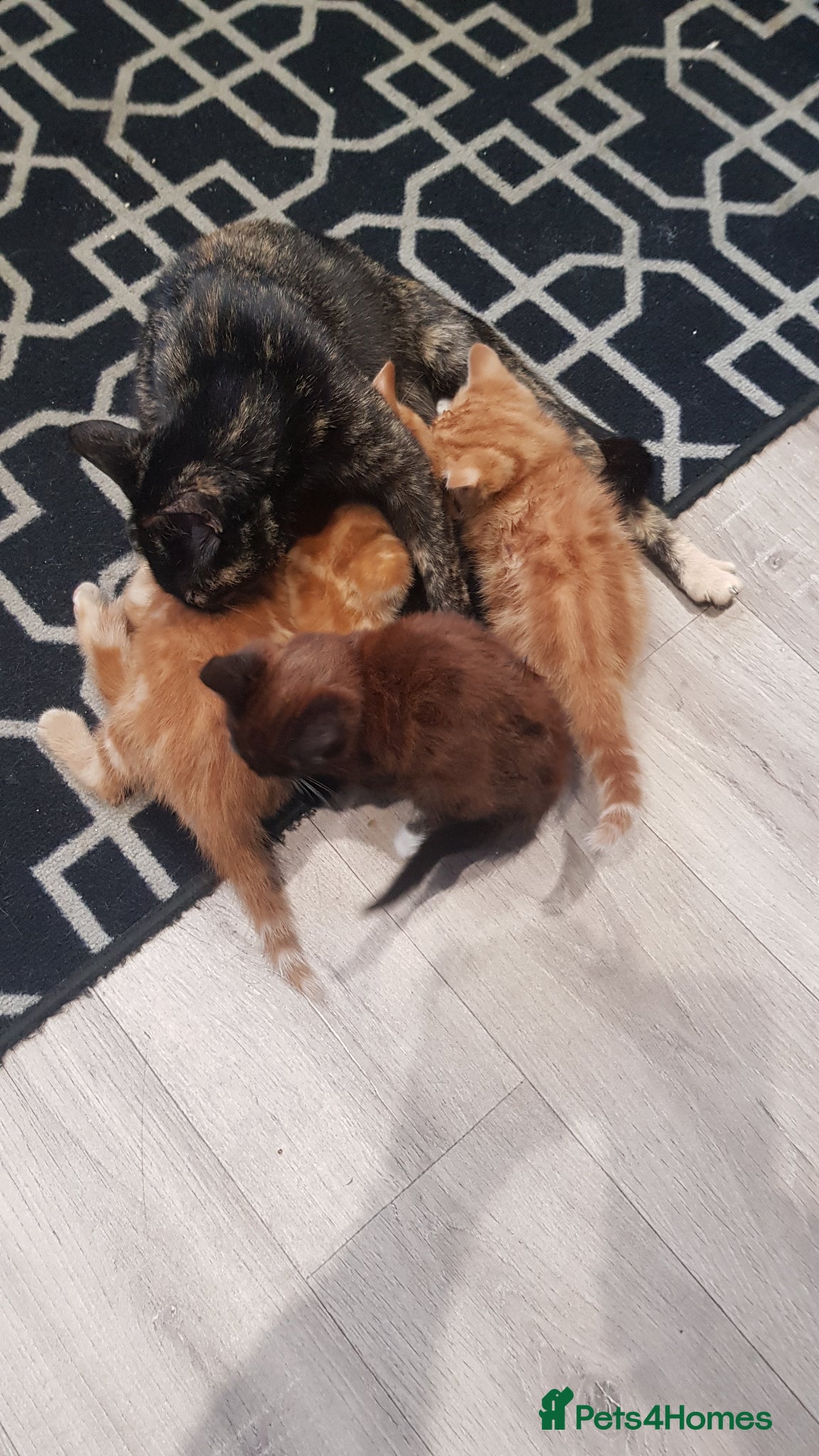 Mixed Breed cats kittens for sale  - Advert 1