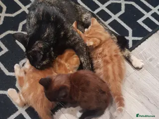 Mixed Breed cats kittens for sale - Advert 1