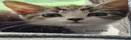 Mixed Breed cats for sale: Beautiful kittens looking for there forever homes - Advert 4