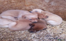 Mixed Breed dogs for sale: 9 Irish setter X lurcher pups - Image 3