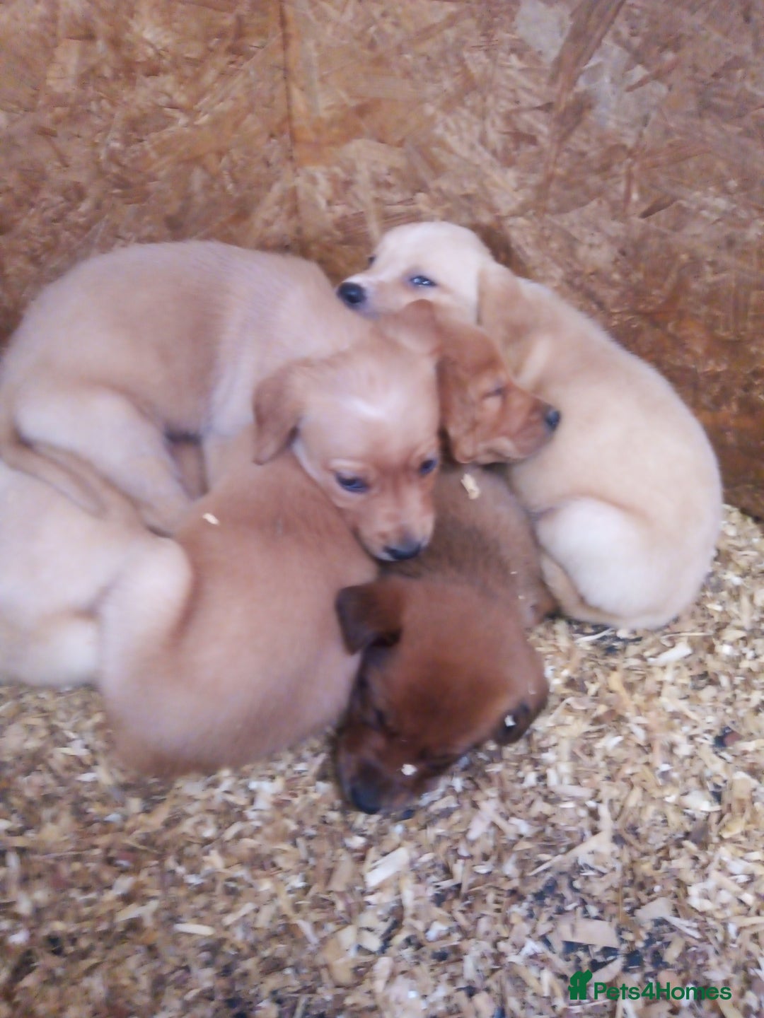 Mixed Breed dogs for sale: 9 Irish setter X lurcher pups - Image 3