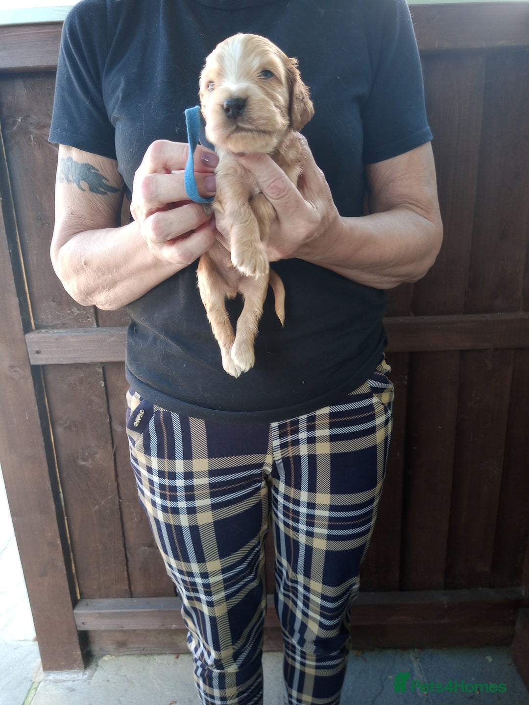 Cocker Spaniel dogs for sale: KC reg show cocker spaniel puppies  - Image 9