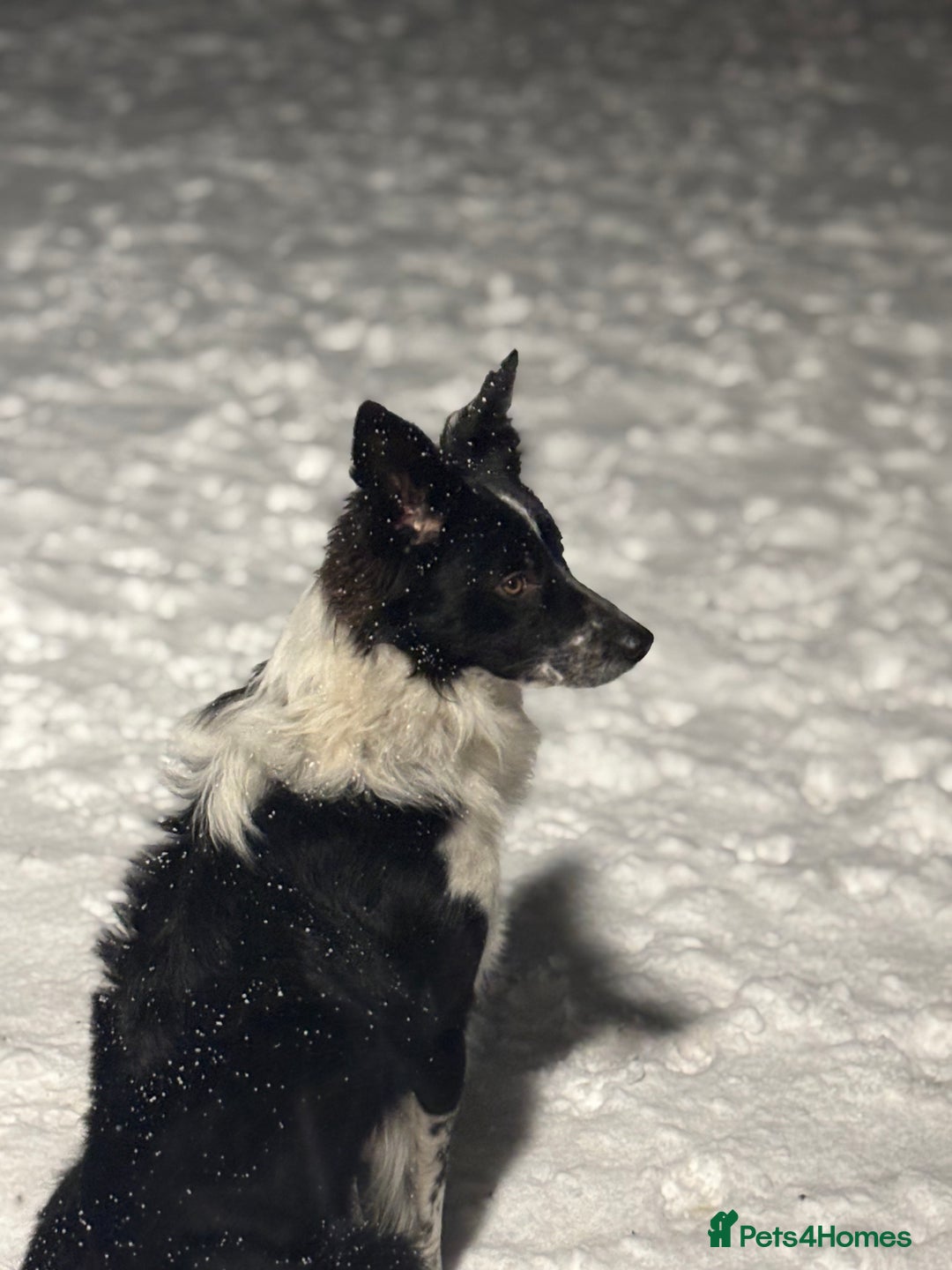 Border Collie dogs for sale: Border collie puppies - Advert 13