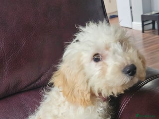 Cockapoo dogs Cockapoo - Advert 13