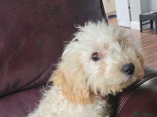 Cockapoo dogs Cockapoo - Advert 6