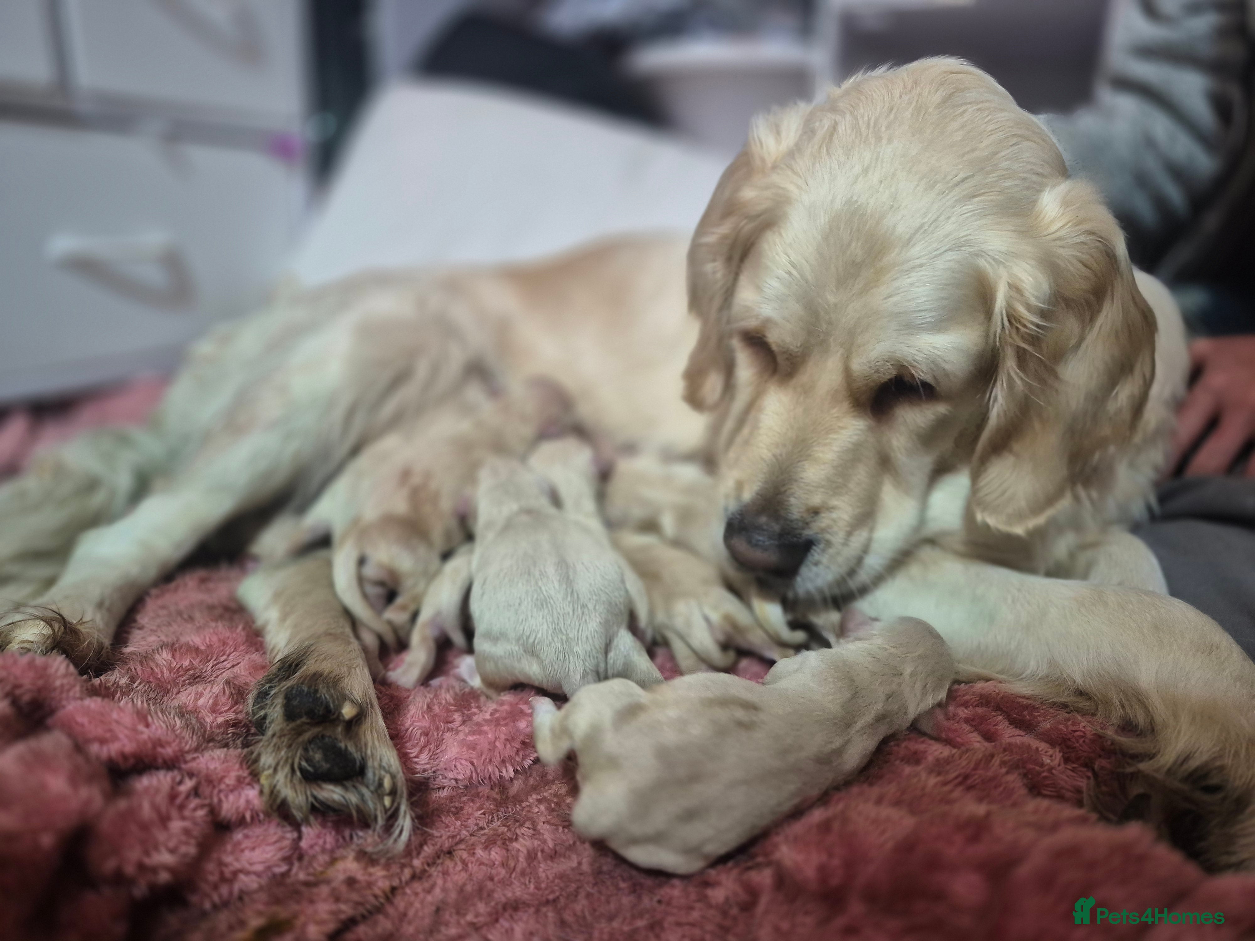 Golden Retriever dogs Our Bellas first litter x 5 girls 1 boys left  - Advert 14