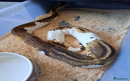 Python Snake reptiles for sale: Royal pythons for sale - Image 5