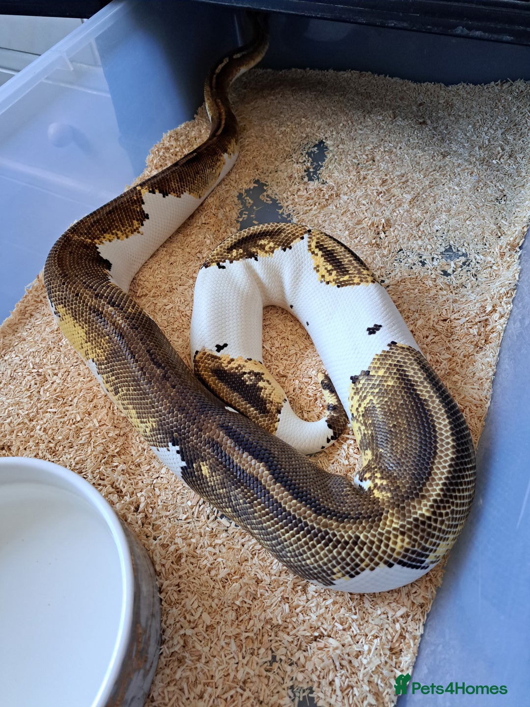 Python Snake reptiles for sale: Royal pythons for sale - Image 5