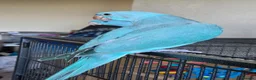 Ringnecks birds for sale: Male Indian ringneck for sale  - Advert 4