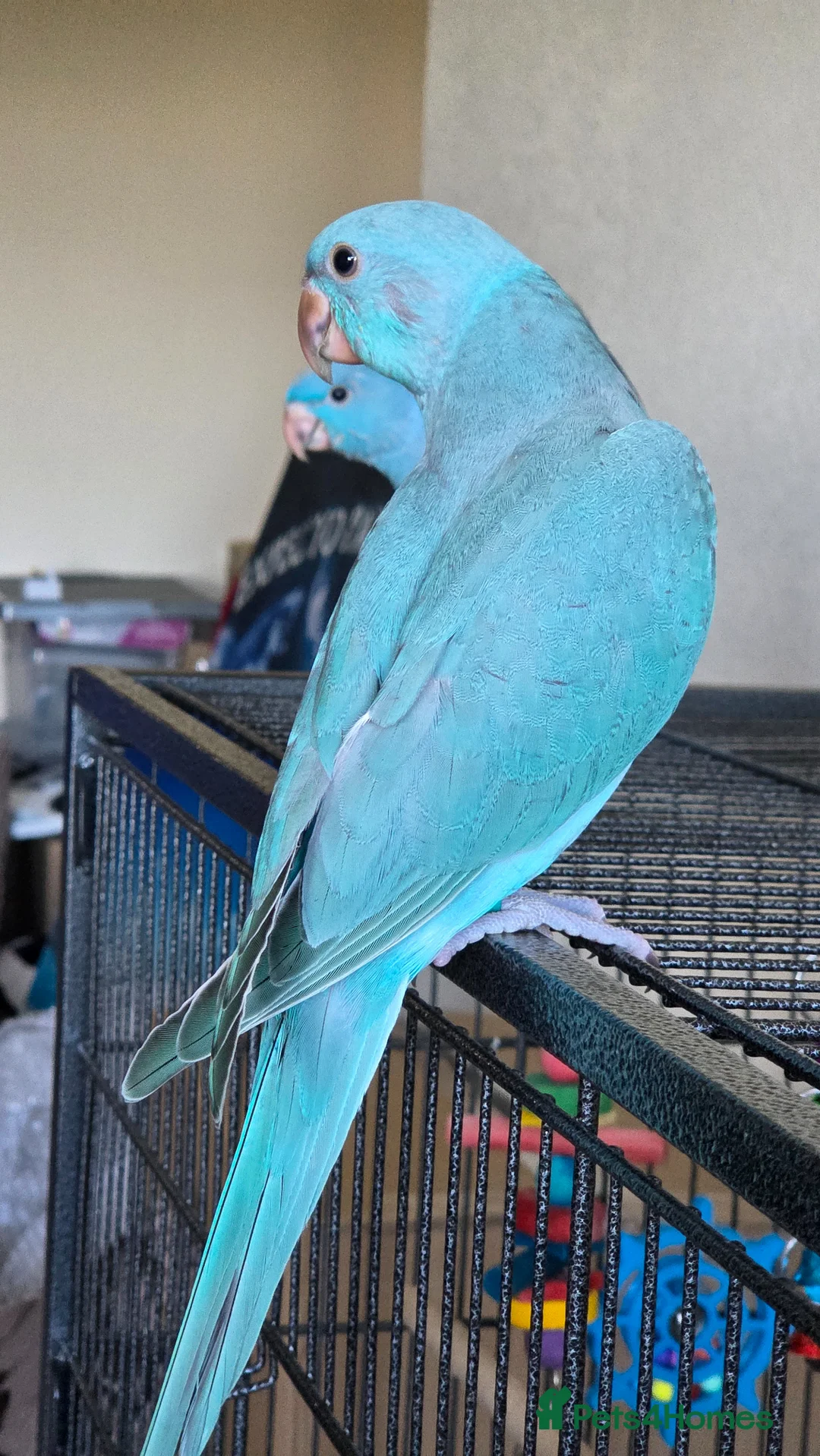 Ringnecks birds for sale: Male Indian ringneck for sale  - Advert 4