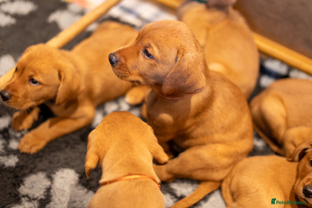 Labrador Retriever dogs for sale: KC Registered Fox Red Labrador Puppies  - Image 6