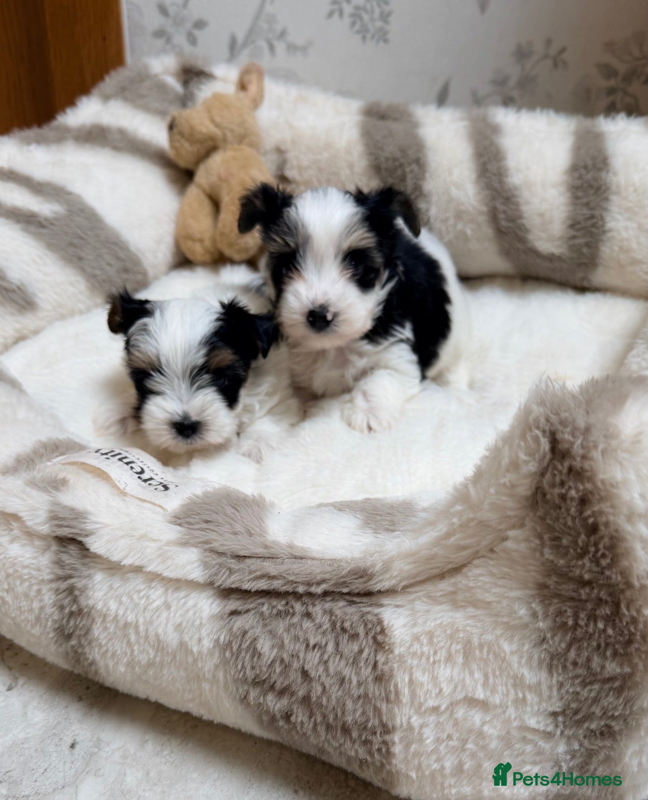 Biewer Terrier dogs Yorkshire terrier  - Advert 2